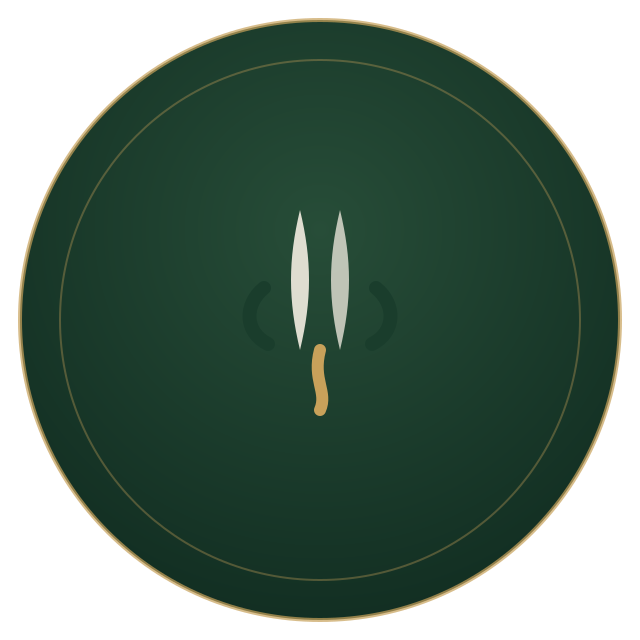 Safed Musli root illustration